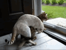 bengal cat wrestling funny playing