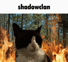 shadowclan cats