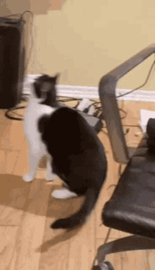 Juniper Cat GIF - Juniper Cat Pet GIFs