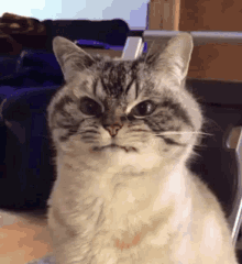 Cats Angry GIF - Cats Angry Cat GIFs