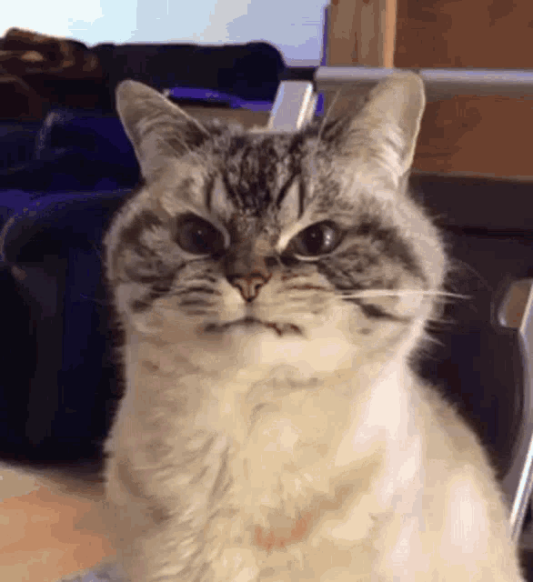 Angry Cat.gif - Pets   - Global Online Forum