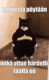a fat black and white cat is standing in front of a mirror with the words morjesta poytaan on the bottom