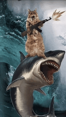 a cat is holding a gun while sitting on top of a shark