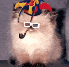 Fiesta Cat GIF - Fiesta Cat GIFs