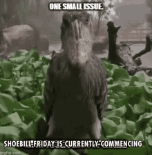 Shoebill Friday GIF - Shoebill Friday Is Commencing GIFs