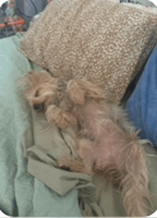 a small dog is laying on a bed with a pillow