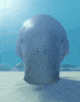 Dugong Manatee GIF - Dugong Manatee Sirenian GIFs