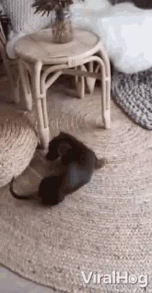 Spinning Playing With Tail GIF - Spinning Playing With Tail Cute Dog GIFs