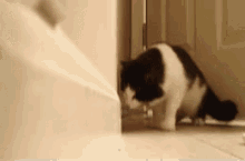 What'S This? Oh Shit! GIF - Cat Funny What Is That GIFs