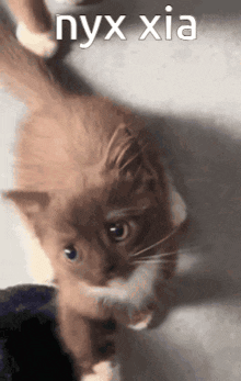 a close up of a cat with nyx xia written on the bottom