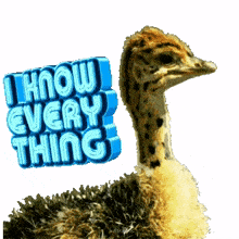 i know everything gif funny animals ostrich funny ostrich baby ostrich