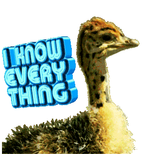 I Know Everything Gif Funny Animals Sticker - I Know Everything Gif Funny Animals Ostrich Stickers