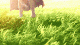 a person standing in a field of tall grass