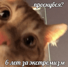 a close up of a cat 's face with the words " 6 лет за экстремизм " above it