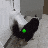 Dog Peeing GIF