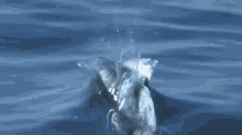 Dolphins Are Majestic GIF - Animal Dolphins Swimming GIFs