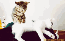 Cats Funny Animals GIF - Cats Funny Animals Massage GIFs