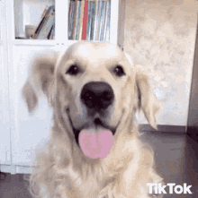 Cute Dog GIF - Cute Dog Ears GIFs
