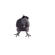 pigeon duva en sittande duva en hoppande duva jumping pidgeon
