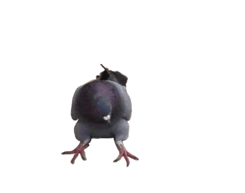 Pigeon Duva Sticker