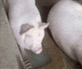 крінж свиня GIF - крінж свиня свиня джакузі GIFs