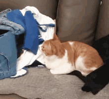 an orange and white cat laying on a couch next to a black cat