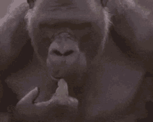 Gorilla Thinking GIF - Gorilla Thinking Gif GIFs