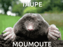 Taupe Moumoute GIF - Taupe Moumoute Top GIFs