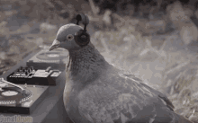 Pigeon Bird GIF