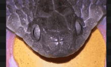 Living Zoology Snake GIF - Living Zoology Snake Eggeater GIFs