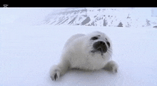 a picture of a seal with the words fokitas gc on it