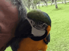 Vior Macaw GIF - Vior Macaw Parrot GIFs