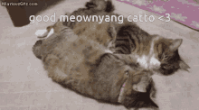 Cat Morning GIF - Cat Morning Cat Morning GIFs