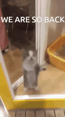 We Are So Back We'Re Back GIF - We Are So Back We'Re Back Cat GIFs
