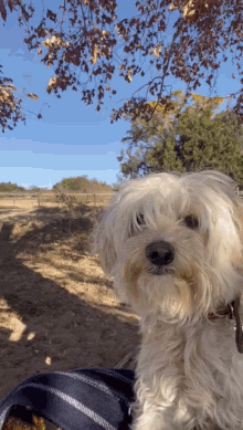 Puppy Dog GIF - Puppy Dog Maltese GIFs