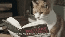 Cats Books GIF - Cats Books Reading GIFs