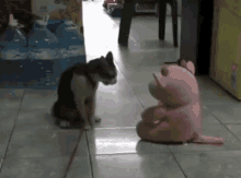Cat Cat Vs Stuffed Toy GIF