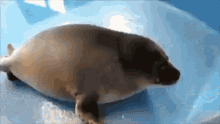 Baikal Seal Toba Aquarium GIF