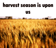 Grain Wheat GIF - Grain Wheat Harvest Season GIFs
