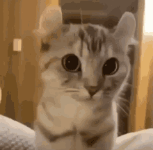 airplane ears cat kitten kitty shocked