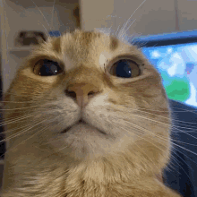 Cat Cat Stare GIF - Cat Cat Stare Stare GIFs