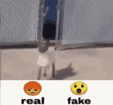 Facebook Fake Real Cat GIF - Facebook Fake Real Cat GIFs