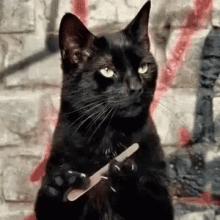 Evil Cat GIF - Evil Cat Salem GIFs