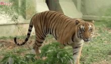 Tiger Puli GIF - Tiger Puli Angry GIFs