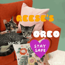 Keep Safe Cats GIF - Keep Safe Cats Meow GIFs
