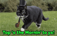morning cat