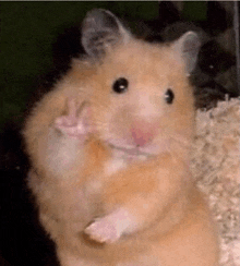 a close up of a hamster giving a peace sign while standing on its hind legs .