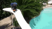 Skiing Bird This Is Happening GIF