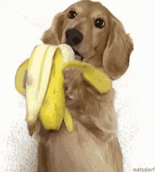 Dog Banana GIF - Dog Banana Eating GIFs