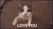 Love You Kedi31 GIF - Love You Kedi31 GIFs
